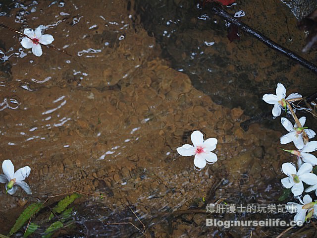 【台北】三生步道 賞櫻、賞桐的好去處 - nurseilife.cc