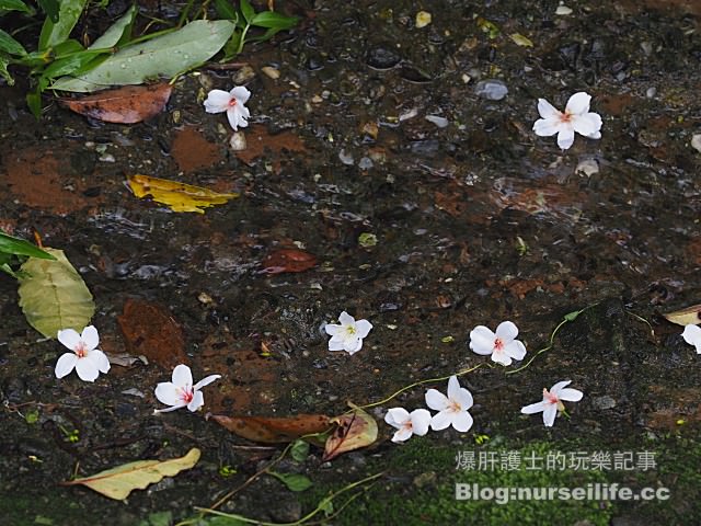 【台北】三生步道 賞櫻、賞桐的好去處 - nurseilife.cc