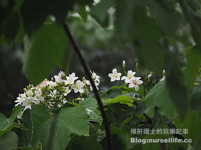 【台北】三生步道 賞櫻、賞桐的好去處 - nurseilife.cc