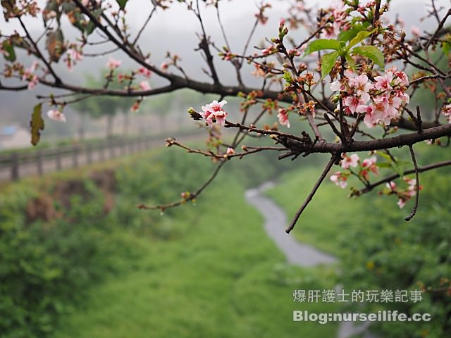 【台北】三生步道 賞櫻、賞桐的好去處 - nurseilife.cc