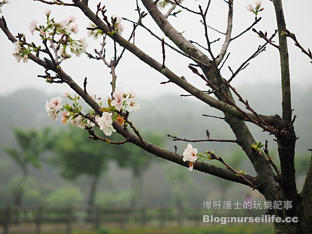 【台北】三生步道 賞櫻、賞桐的好去處 - nurseilife.cc