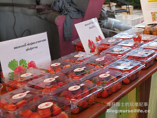 【擺鎮\拜城\pai】Love Strawberry Pai เลิฟสตรอเบอร์ - nurseilife.cc