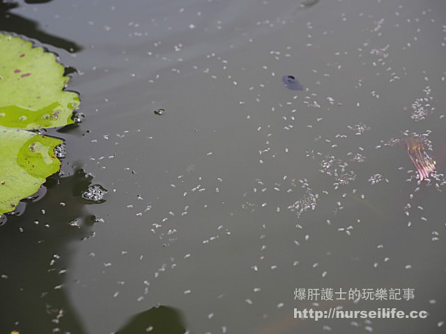 【宜蘭美食】淨水琉璃食藝料理 宜蘭高CP值的無菜單料理 - nurseilife.cc