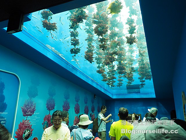 【仙台旅遊】仙台海之杜水族館 東北最大規模的水族館 - nurseilife.cc