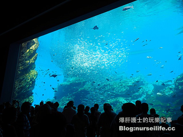 【仙台旅遊】仙台海之杜水族館 東北最大規模的水族館 - nurseilife.cc