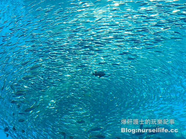 【仙台旅遊】仙台海之杜水族館 東北最大規模的水族館 - nurseilife.cc