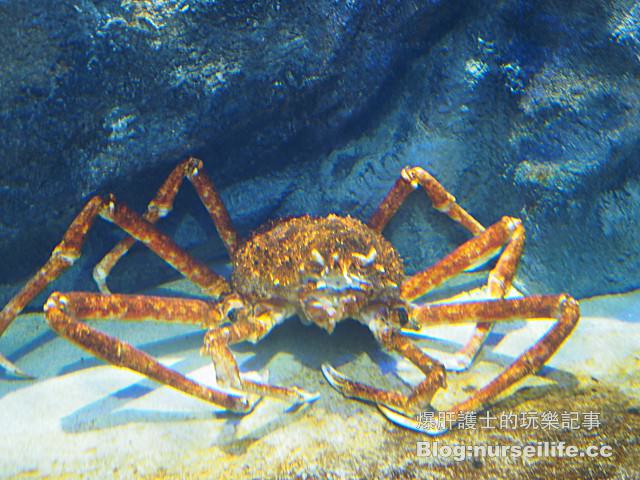 【仙台旅遊】仙台海之杜水族館 東北最大規模的水族館 - nurseilife.cc