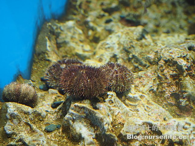 【仙台旅遊】仙台海之杜水族館 東北最大規模的水族館 - nurseilife.cc