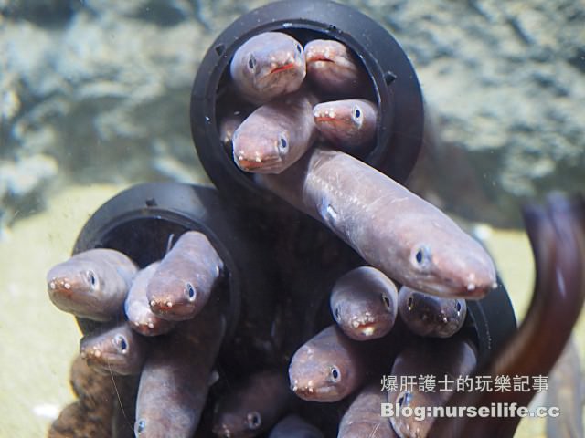 【仙台旅遊】仙台海之杜水族館 東北最大規模的水族館 - nurseilife.cc