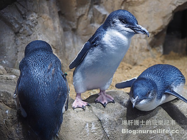 【仙台旅遊】仙台海之杜水族館 東北最大規模的水族館 - nurseilife.cc