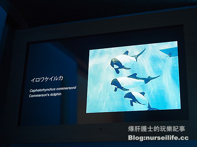 【仙台旅遊】仙台海之杜水族館 東北最大規模的水族館 - nurseilife.cc