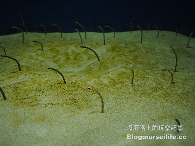 【仙台旅遊】仙台海之杜水族館 東北最大規模的水族館 - nurseilife.cc