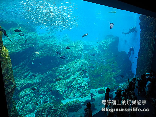 【仙台旅遊】仙台海之杜水族館 東北最大規模的水族館 - nurseilife.cc