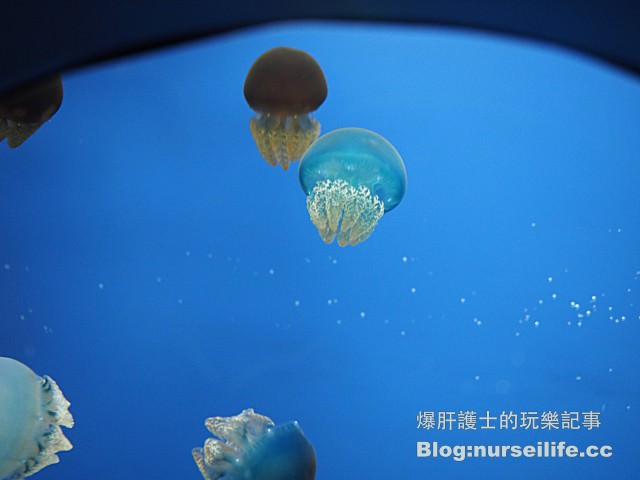 【仙台旅遊】仙台海之杜水族館 東北最大規模的水族館 - nurseilife.cc