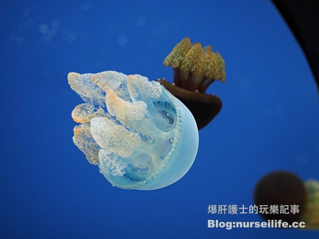 【仙台旅遊】仙台海之杜水族館 東北最大規模的水族館 - nurseilife.cc