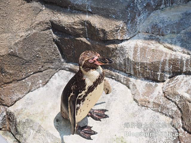 【仙台旅遊】仙台海之杜水族館 東北最大規模的水族館 - nurseilife.cc