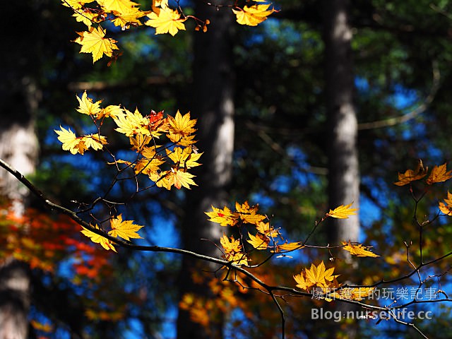 【日本賞楓】東北秋田紅葉景點 小安峽不動滝（不動瀑布） - nurseilife.cc