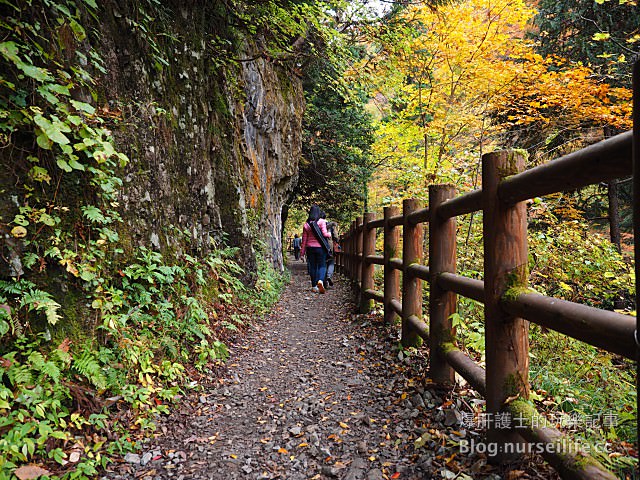 【日本賞楓】東北秋田紅葉景點 田澤湖抱返り渓谷（抱返溪谷） - nurseilife.cc