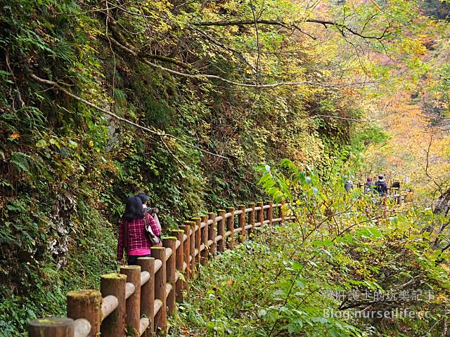 【日本賞楓】東北秋田紅葉景點 田澤湖抱返り渓谷（抱返溪谷） - nurseilife.cc