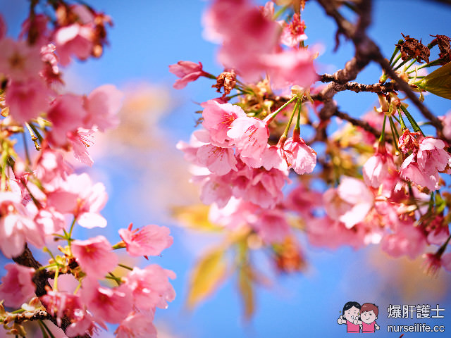 名古屋賞櫻地點 櫻通線高岳站2號出口處 - nurseilife.cc