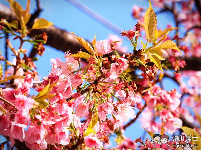 名古屋賞櫻地點 櫻通線高岳站2號出口處 - nurseilife.cc