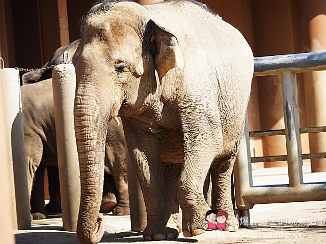 【名古屋】東山動物園/植物園 春天賞櫻及親子旅遊的推薦景點 - nurseilife.cc