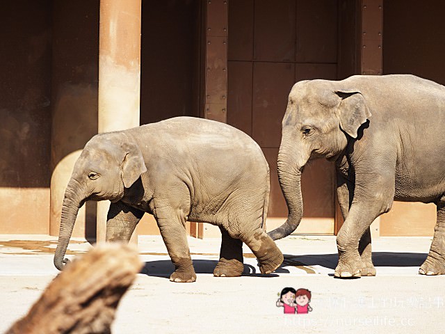 【名古屋】東山動物園/植物園 春天賞櫻及親子旅遊的推薦景點 - nurseilife.cc