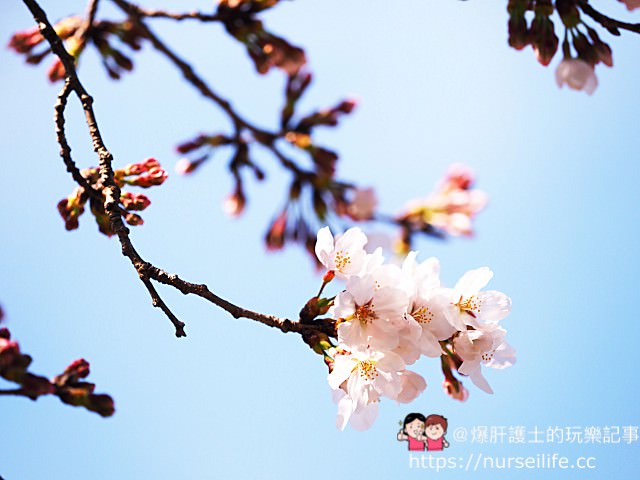 【名古屋】東山動物園/植物園 春天賞櫻及親子旅遊的推薦景點 - nurseilife.cc