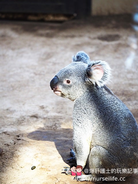 【名古屋】東山動物園/植物園 春天賞櫻及親子旅遊的推薦景點 - nurseilife.cc