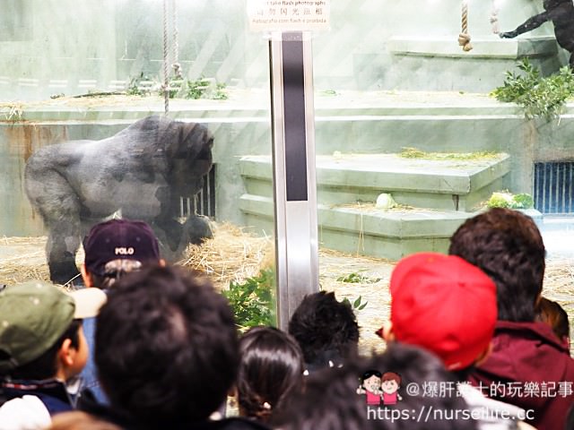 【名古屋】東山動物園/植物園 春天賞櫻及親子旅遊的推薦景點 - nurseilife.cc