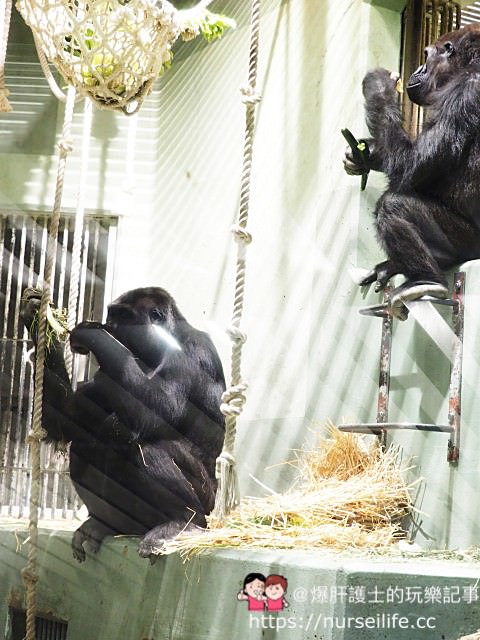 【名古屋】東山動物園/植物園 春天賞櫻及親子旅遊的推薦景點 - nurseilife.cc