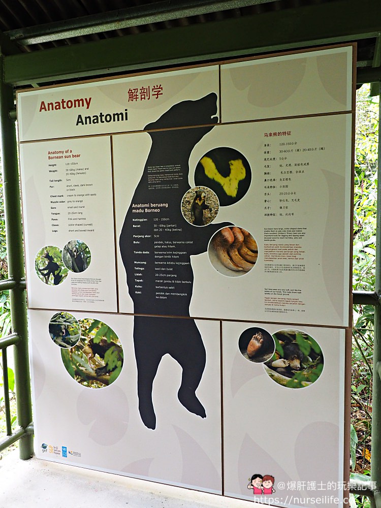 馬來西亞、沙巴｜山打根馬來熊保育中心 Bornean Sun Bear Conservation Centre - nurseilife.cc