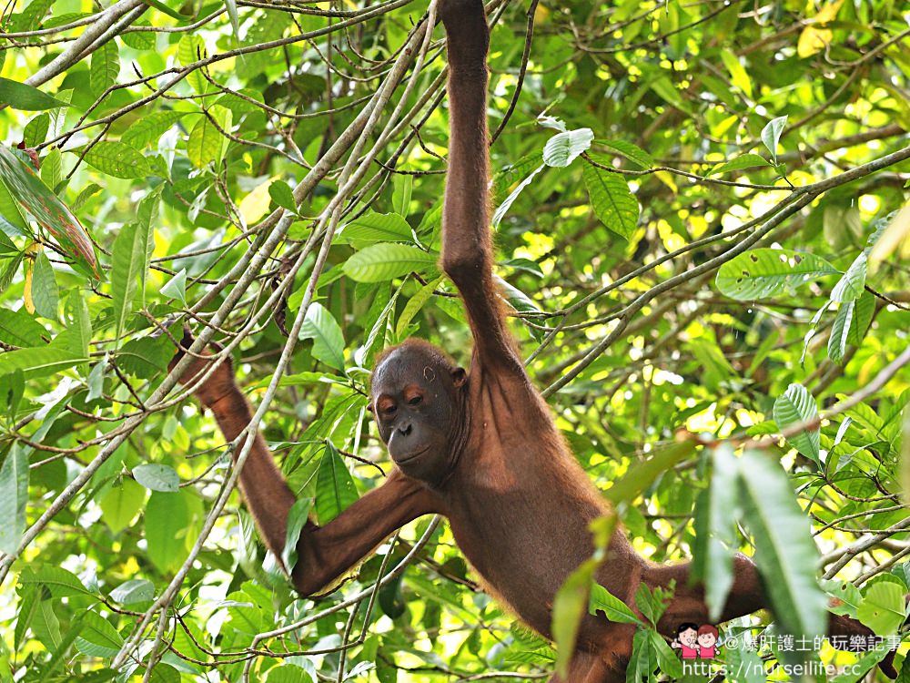 馬來西亞、沙巴｜山打根馬來熊保育中心 Bornean Sun Bear Conservation Centre - nurseilife.cc