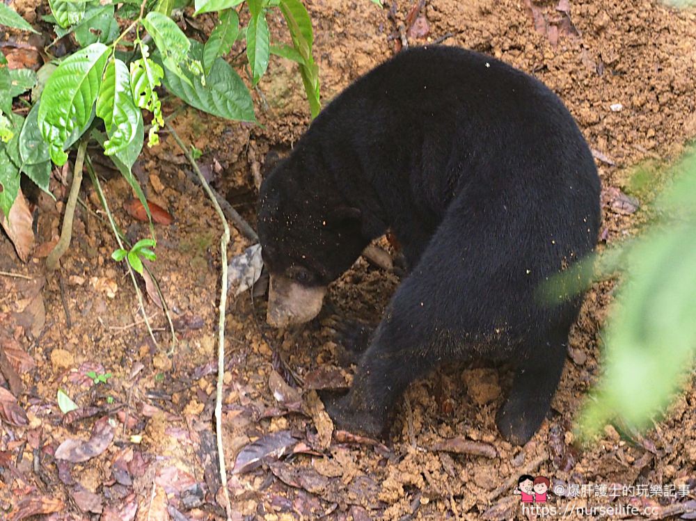 馬來西亞、沙巴｜山打根馬來熊保育中心 Bornean Sun Bear Conservation Centre - nurseilife.cc