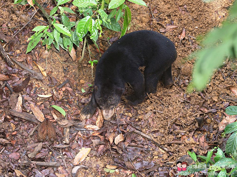 馬來西亞、沙巴｜山打根馬來熊保育中心 Bornean Sun Bear Conservation Centre - nurseilife.cc