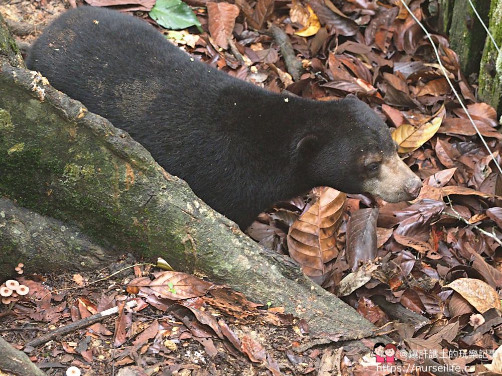 馬來西亞、沙巴｜山打根馬來熊保育中心 Bornean Sun Bear Conservation Centre - nurseilife.cc