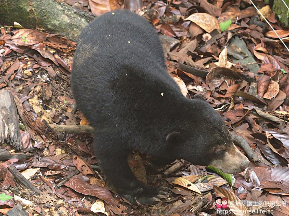 馬來西亞、沙巴｜山打根馬來熊保育中心 Bornean Sun Bear Conservation Centre - nurseilife.cc