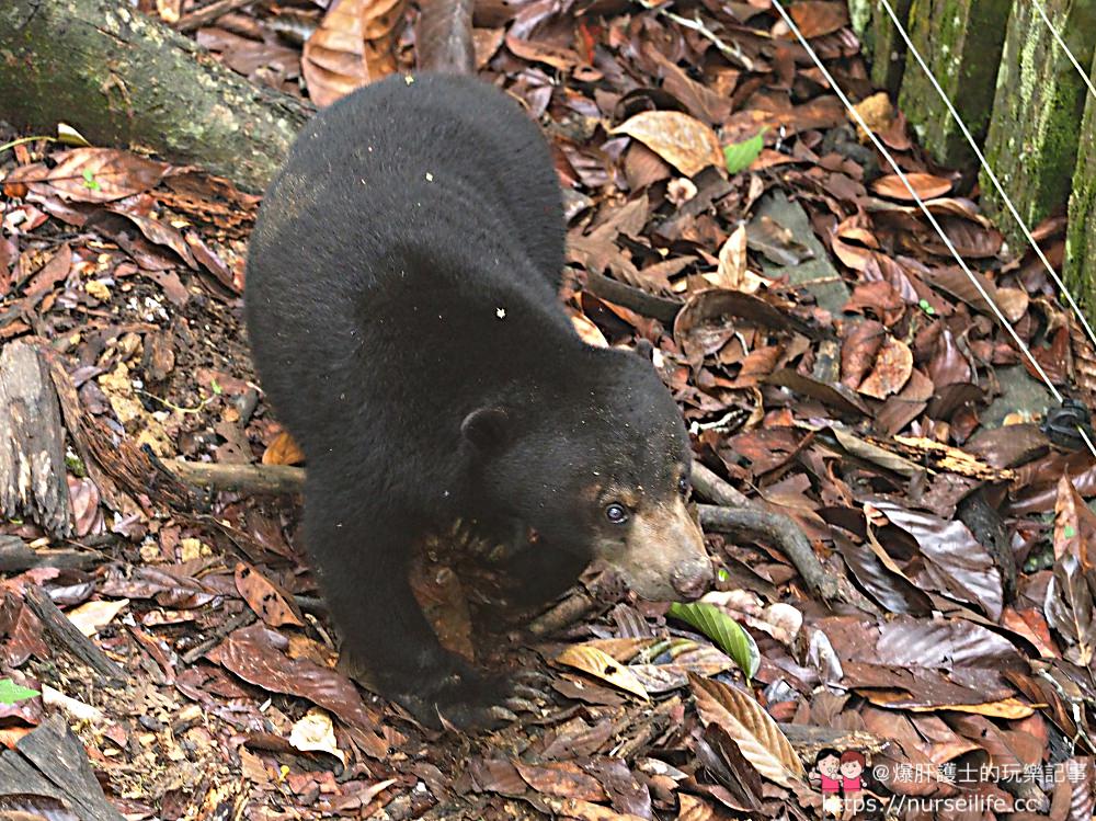 馬來西亞、沙巴｜山打根馬來熊保育中心 Bornean Sun Bear Conservation Centre - nurseilife.cc