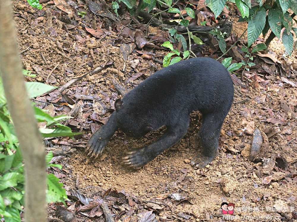 馬來西亞、沙巴｜山打根馬來熊保育中心 Bornean Sun Bear Conservation Centre - nurseilife.cc