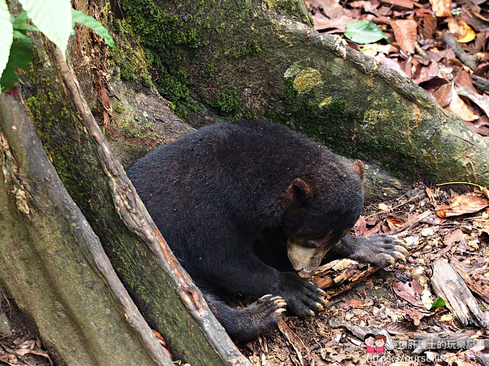 馬來西亞、沙巴｜山打根馬來熊保育中心 Bornean Sun Bear Conservation Centre - nurseilife.cc