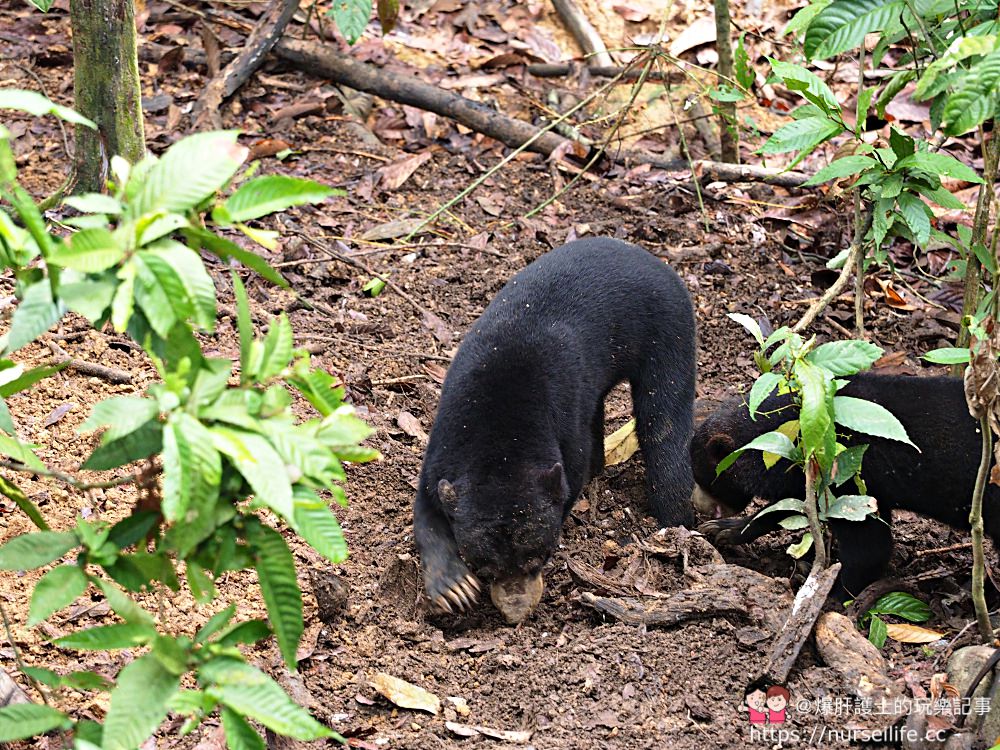 馬來西亞、沙巴｜山打根馬來熊保育中心 Bornean Sun Bear Conservation Centre - nurseilife.cc