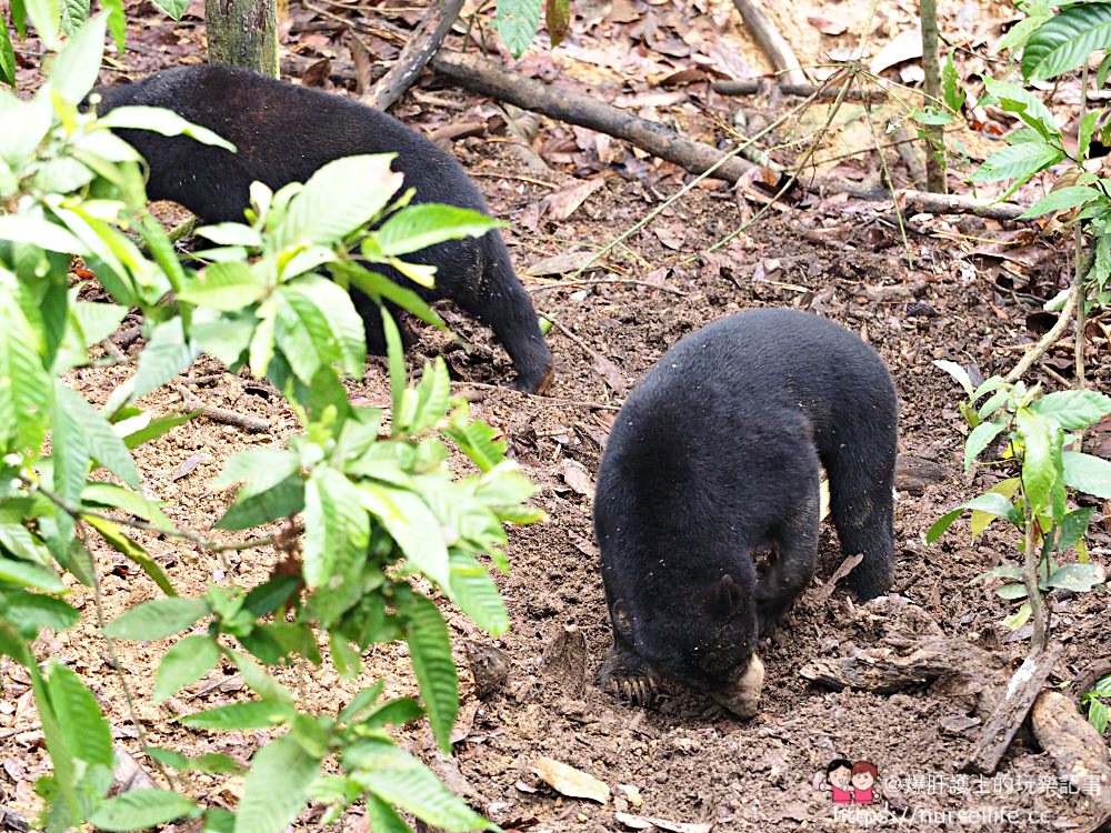 馬來西亞、沙巴｜山打根馬來熊保育中心 Bornean Sun Bear Conservation Centre - nurseilife.cc