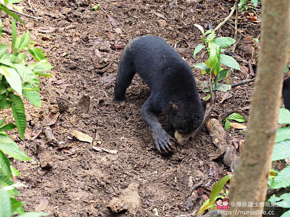 馬來西亞、沙巴｜山打根馬來熊保育中心 Bornean Sun Bear Conservation Centre - nurseilife.cc