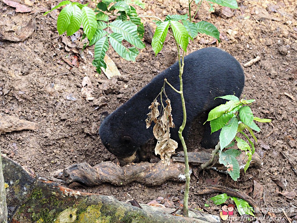 馬來西亞、沙巴｜山打根馬來熊保育中心 Bornean Sun Bear Conservation Centre - nurseilife.cc