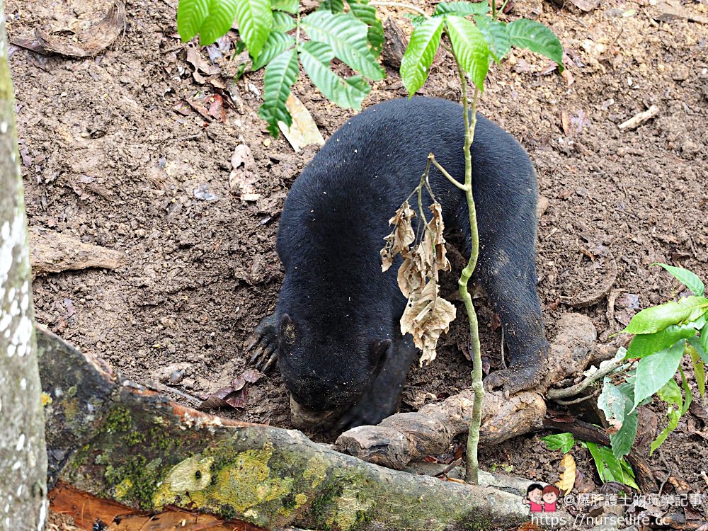 馬來西亞、沙巴｜山打根馬來熊保育中心 Bornean Sun Bear Conservation Centre - nurseilife.cc