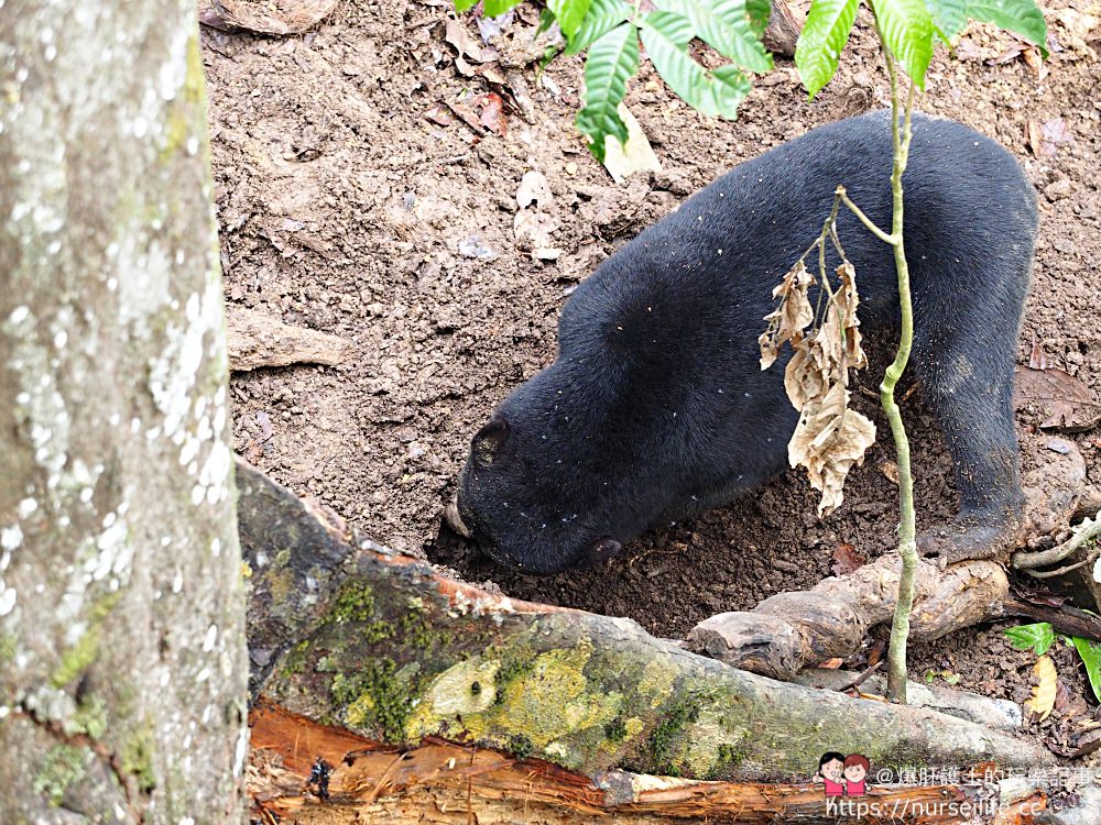 馬來西亞、沙巴｜山打根馬來熊保育中心 Bornean Sun Bear Conservation Centre - nurseilife.cc