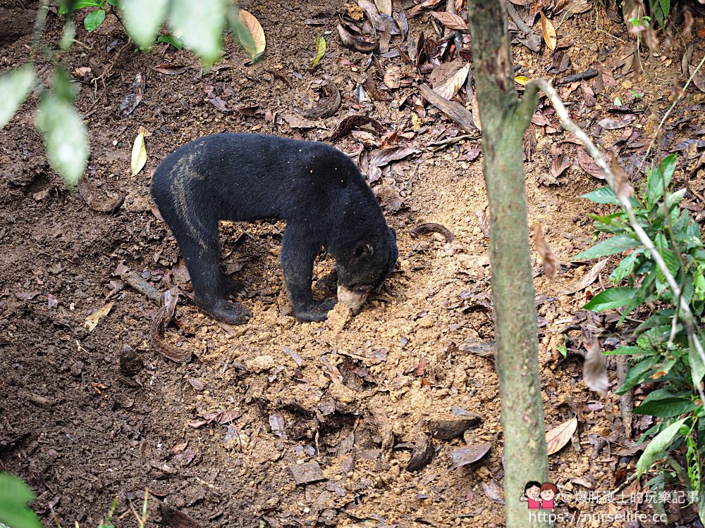 馬來西亞、沙巴｜山打根馬來熊保育中心 Bornean Sun Bear Conservation Centre - nurseilife.cc