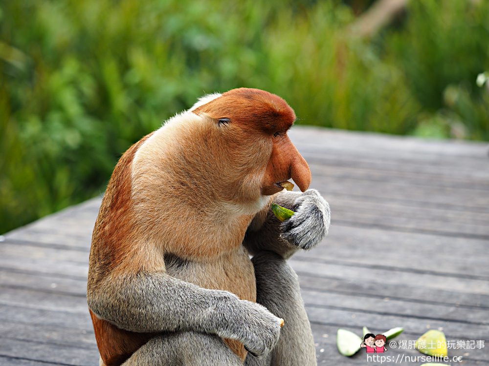 馬來西亞、沙巴｜山打根拉卜灣長鼻猴保育區 Labuk Bay Proboscis Monkey Sanctuary - nurseilife.cc