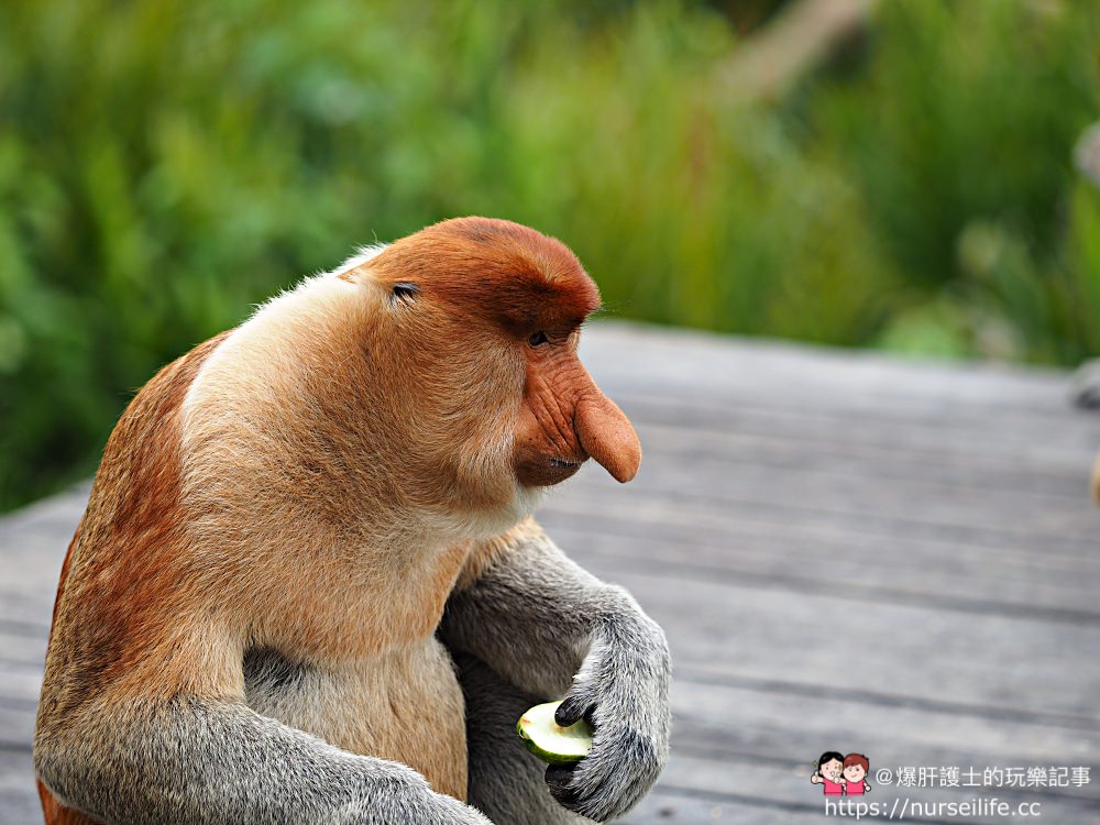 馬來西亞、沙巴｜山打根拉卜灣長鼻猴保育區 Labuk Bay Proboscis Monkey Sanctuary - nurseilife.cc