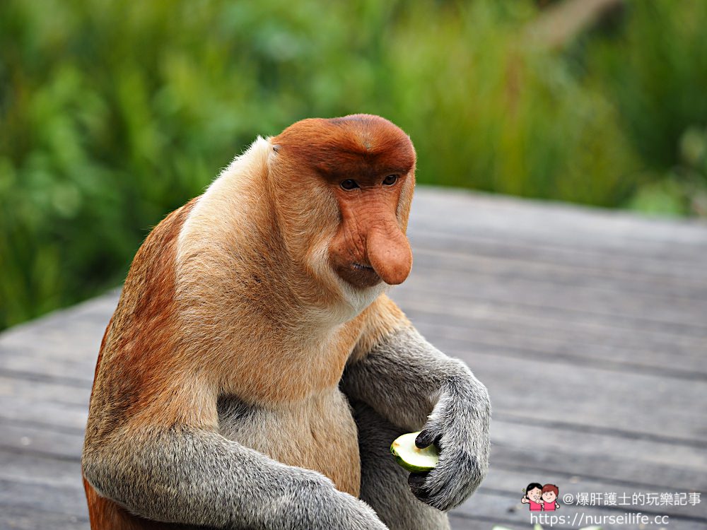 馬來西亞、沙巴｜山打根拉卜灣長鼻猴保育區 Labuk Bay Proboscis Monkey Sanctuary - nurseilife.cc